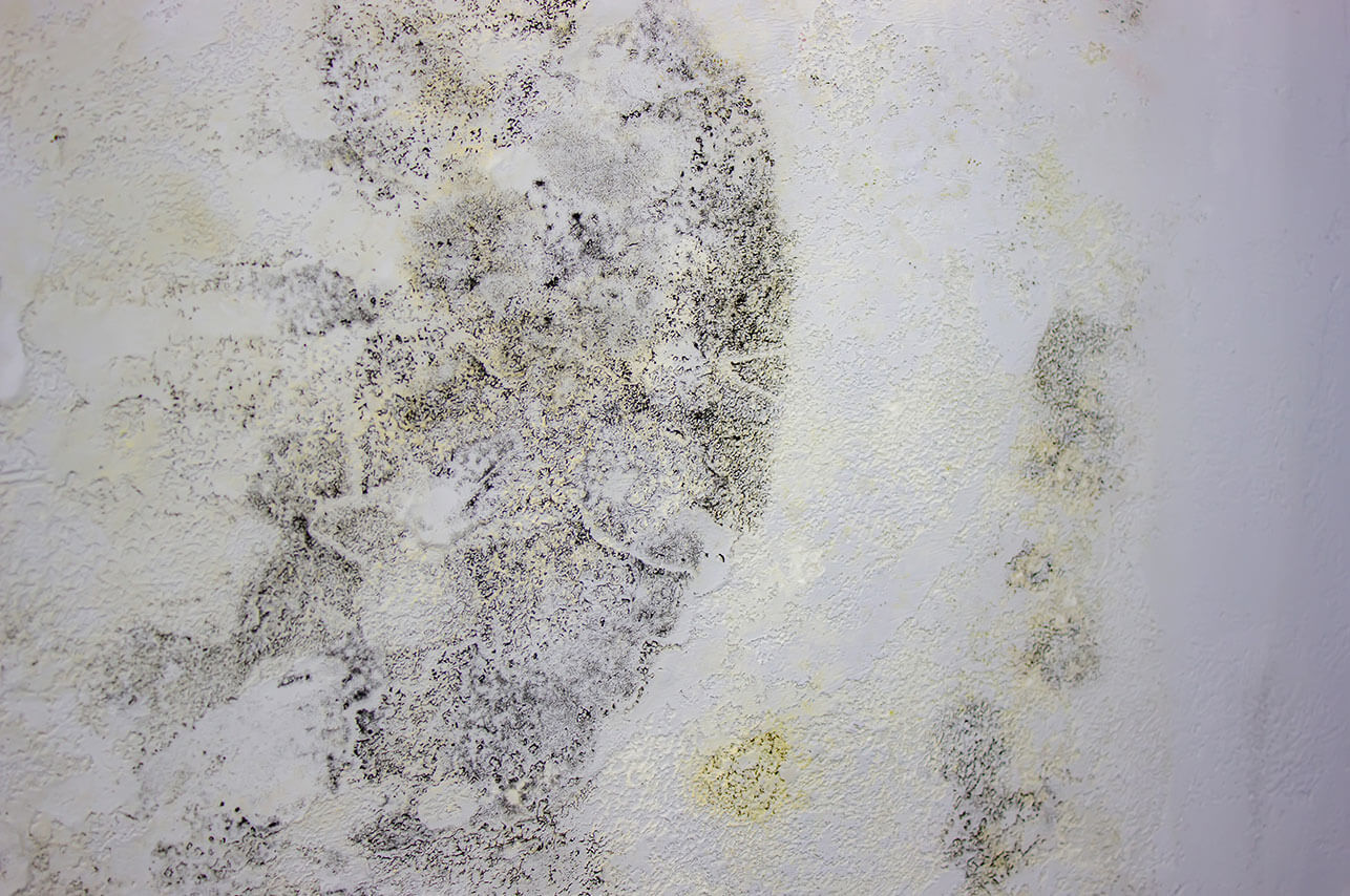 Black mold on the wall fungus on the wall after