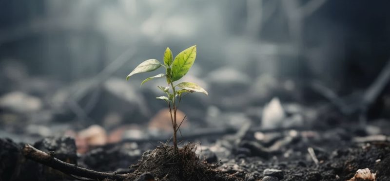 Young seedling breaking through earth